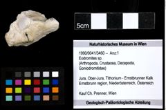 Foto (Objekt + Etiketten) von Eodromites sp. 